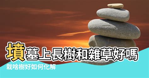 墳墓上長樹|【墓地長柳樹風水測試】墳墓上長樹和雜草好嗎 